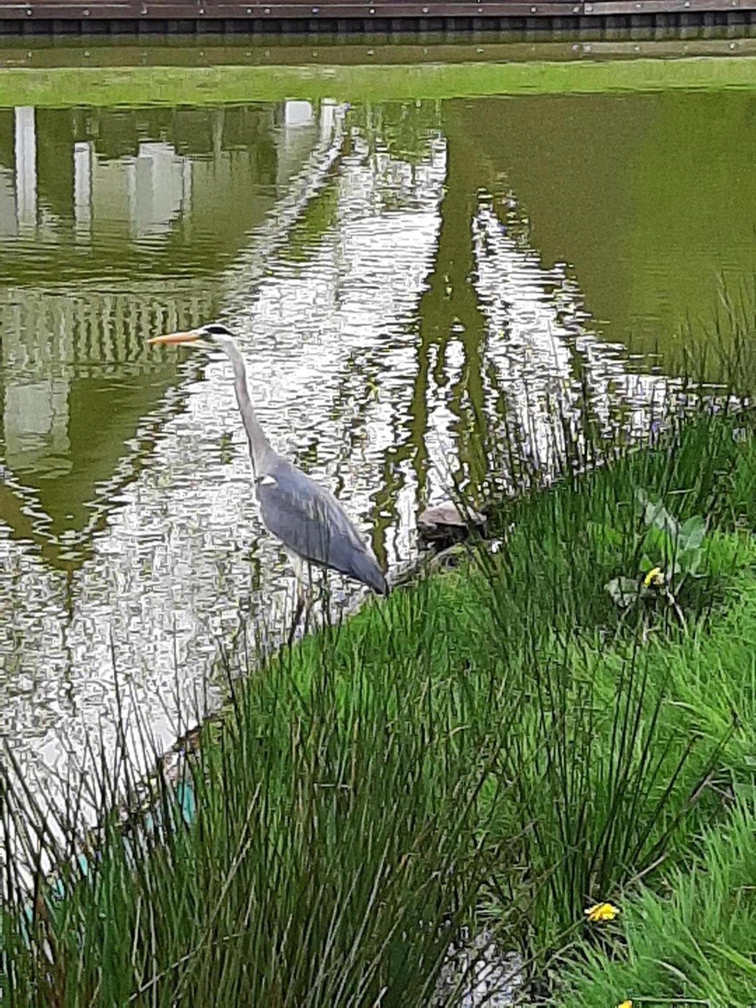 Stijlvol Aan De Visvijver Gramsbergen Exterior foto